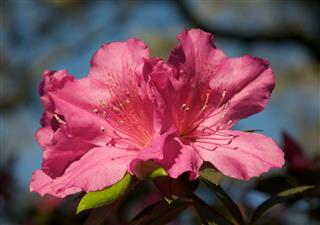 Pink Azalea Flower Macro Close Up