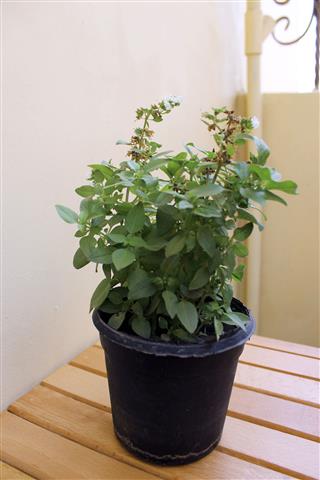Potted Basil