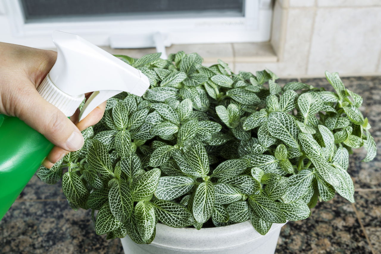 Indoor Plant Maintenance