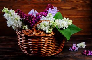 Colorful Lilacs