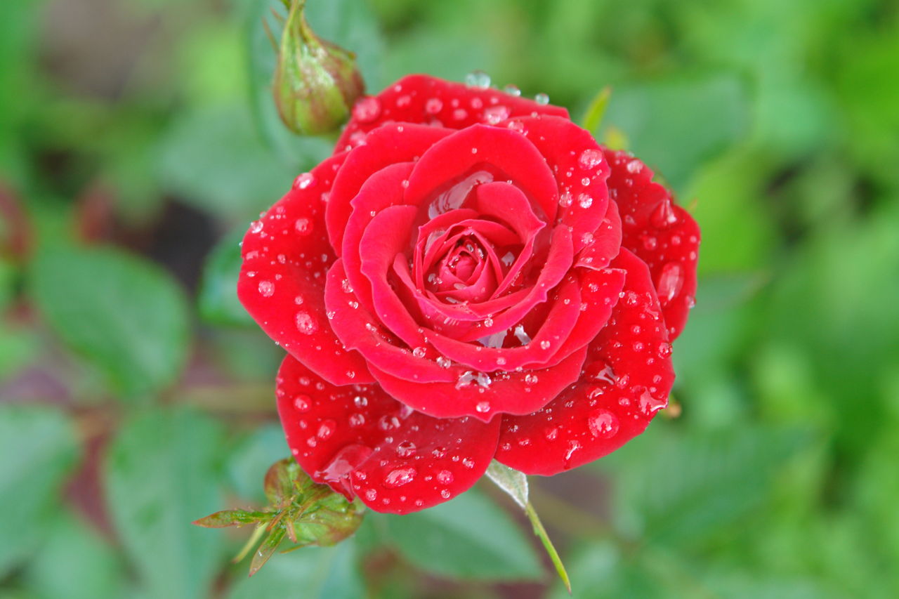 Red Rose