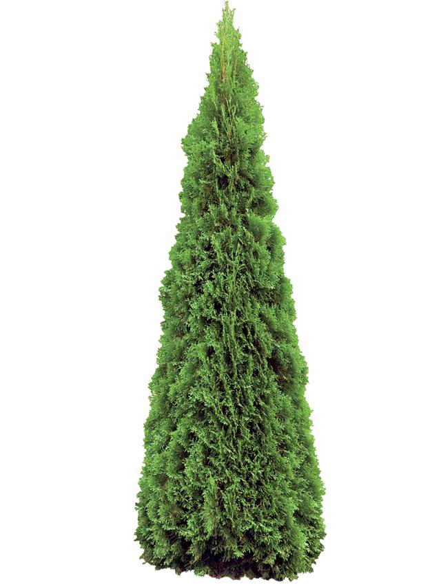Cypress Tree