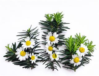 Pattern With Chamomile Flowers