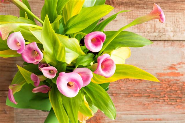 Beautiful Fresh Pink Calla Lilies