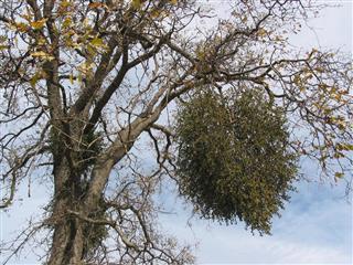 Mistletoe Oak Tree