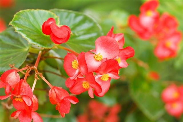 Begonia Flowers In Garden