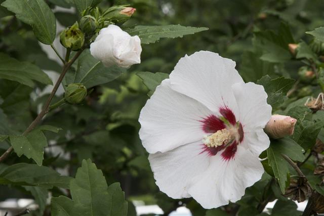 Rose Of Sharon