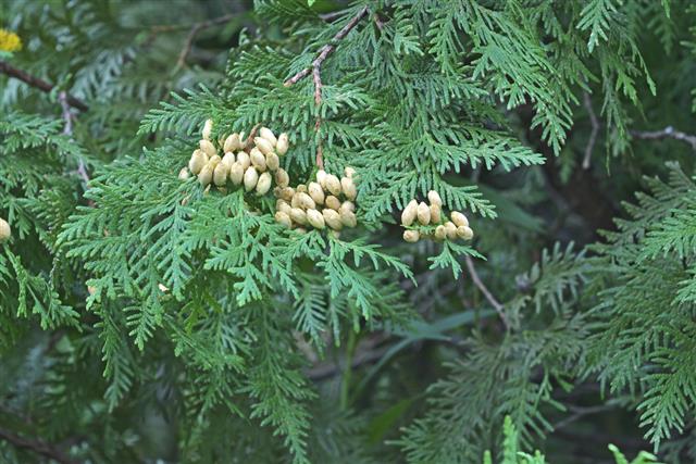 thuja occidentalis