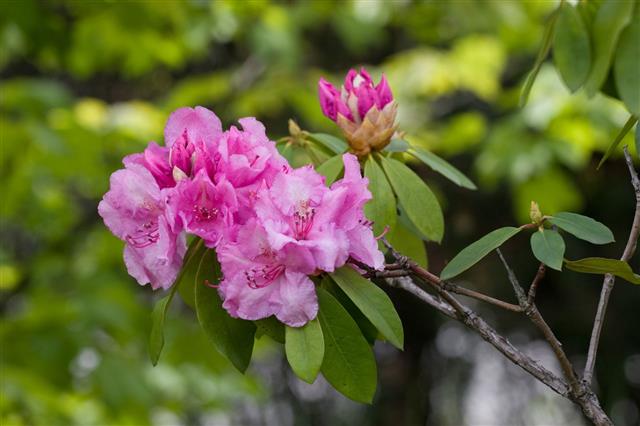 Pink Azalea Rhododendron