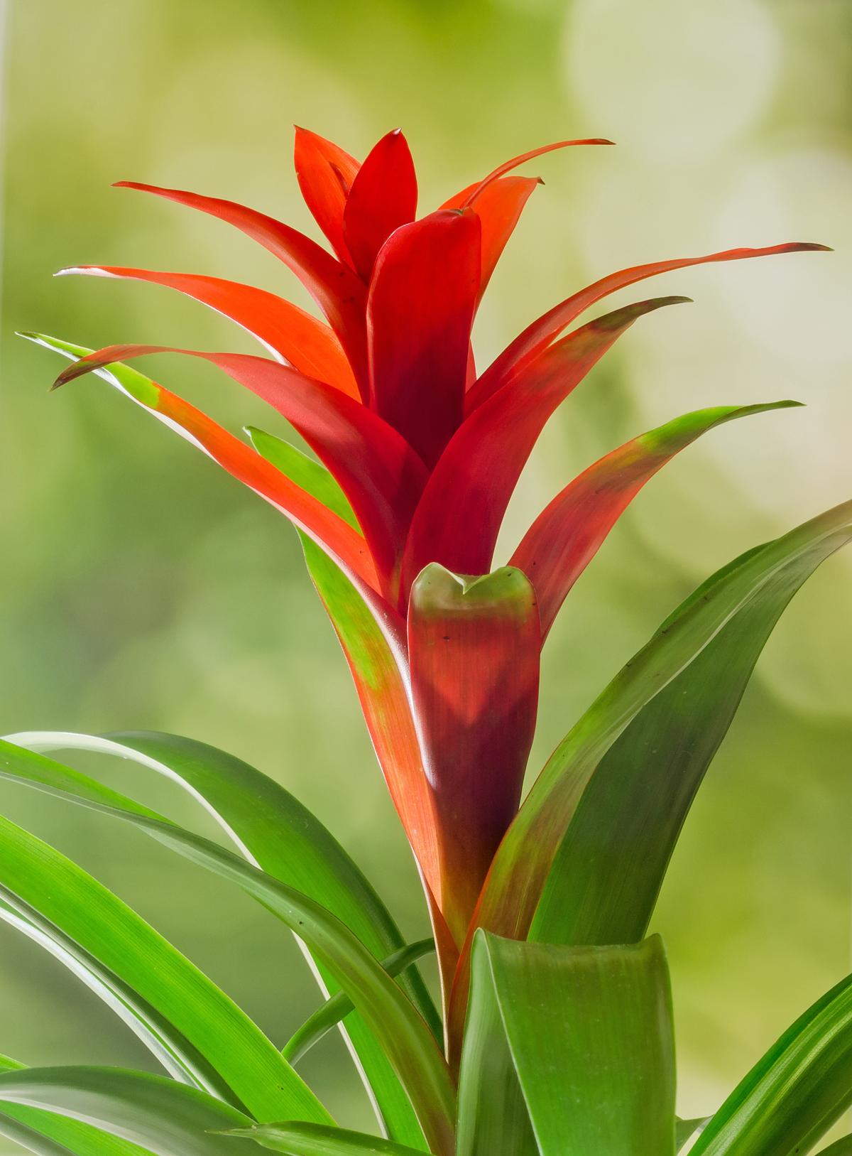 Red Guzmania flower, white background, close up. Family Bromelia