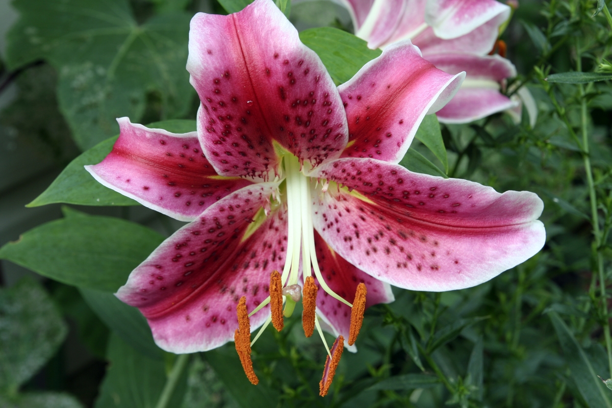 Pink oriental lily
