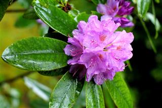Big Pink Azalea Flower On The Branch