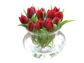 Red Tulips
