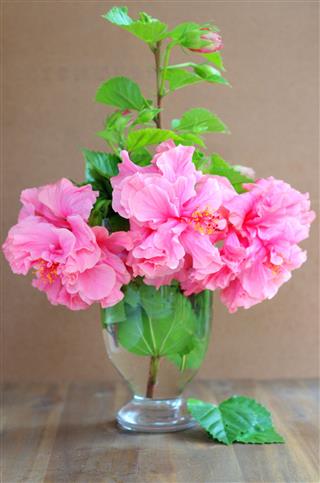 Pink Camellia In A Glass Vase