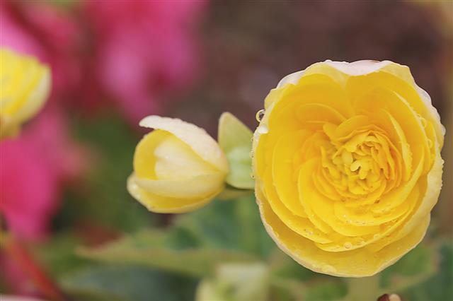 Begonia Flower