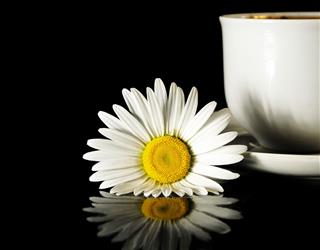 Beautiful Camomile And Coffee