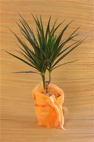 Houseplant