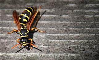 Wasp