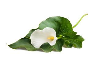 Calla Lily
