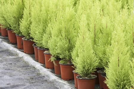 Lemon Cypress in pots