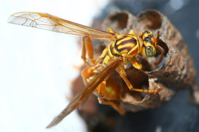 Wasp Feeding Larvae