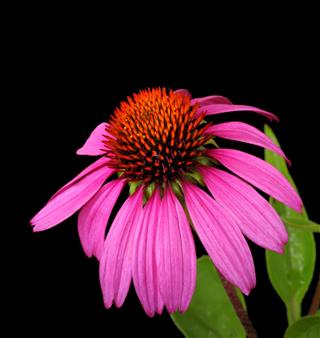 Coneflower Echinacea