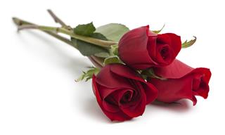 Three Red Rose Stems