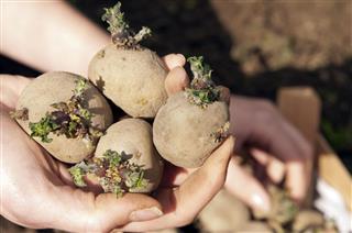 Small Sprouting Potatoes