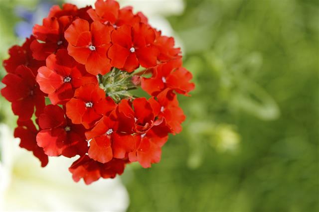 Red Verbena Flower