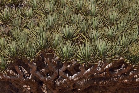 Close-up of Dragon's Blood Trees