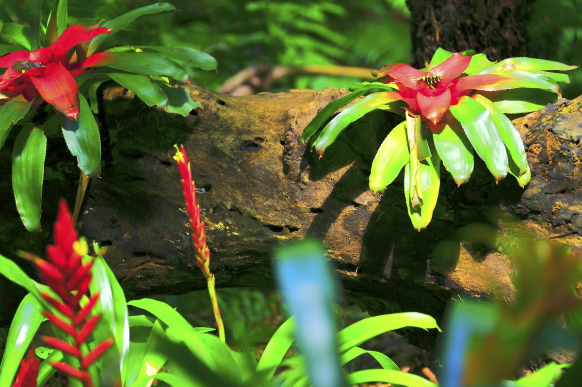 Bromeliads in a tropical rainforest
