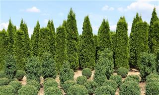 buxus plants in a row