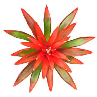 Bromeliad Isolated