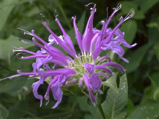 Wild Purple Bee Balm
