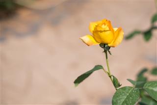 Yellow Rose