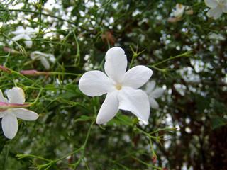 White Jasmine