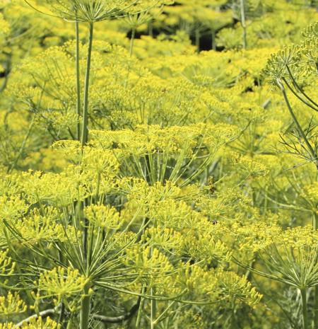 fennel