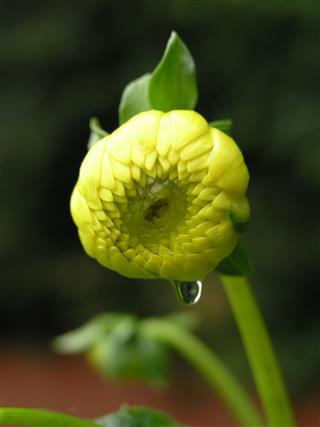 Closed Dahlia