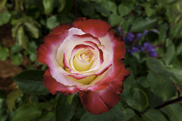 Double Delight Hybrid Tea Rose