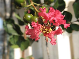 Crepe Myrtle