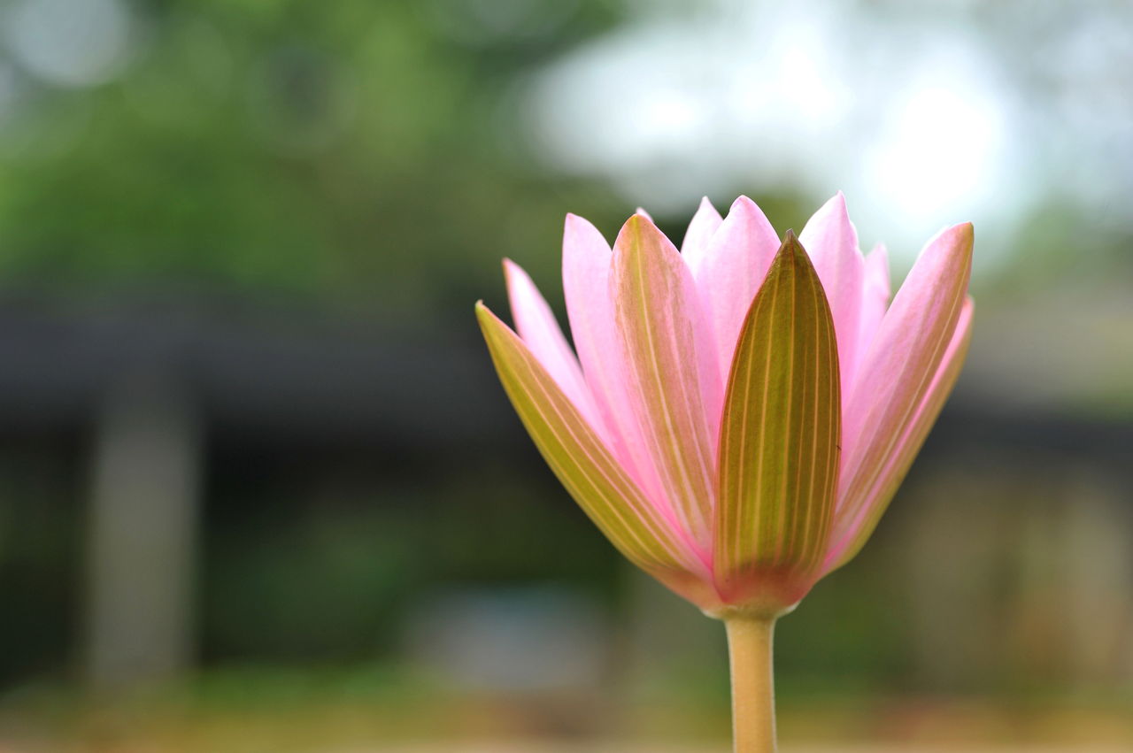 Pink Lotus Flower