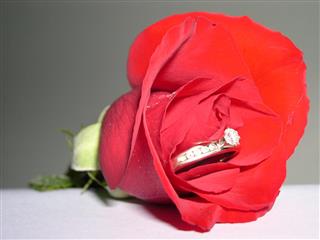 Ring in rose