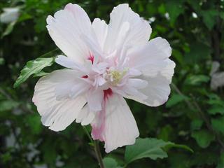 Beautiful Hibiscus Flowers