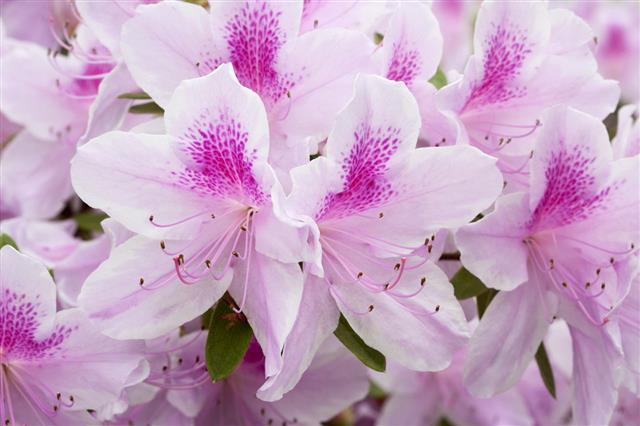 Azalea