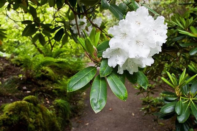 Rhododendron Flower