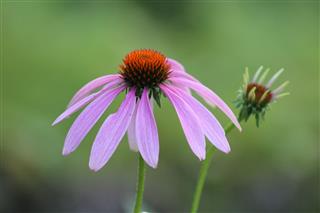 Purple Cone Flower
