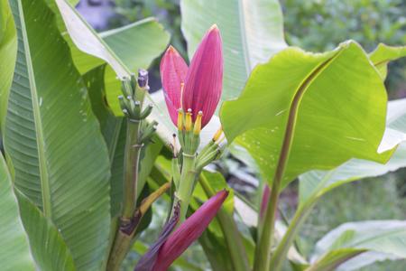 banana flower