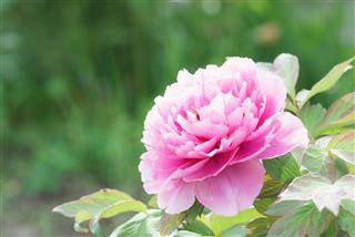 Pink Peony Flower