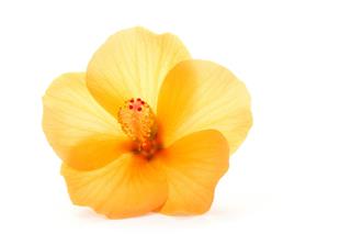 Orange Hibiscus