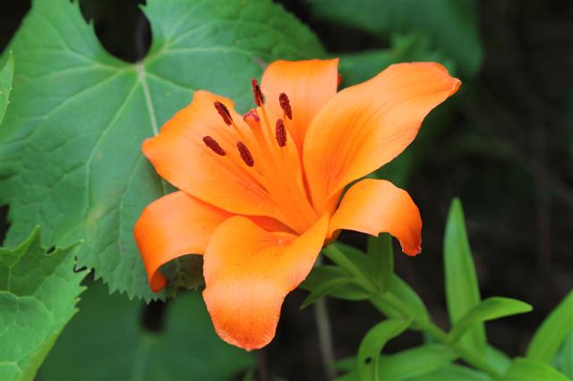 Orange Lily Flower
